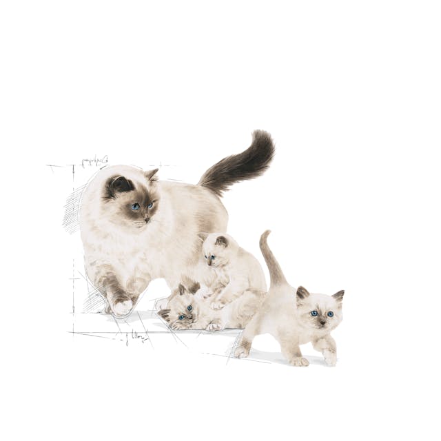 Royal Canin Cat Mother & Baby Cat 400 Gram