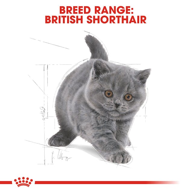 Royal Canin Cat British Shorthair Kitten 400 Gram