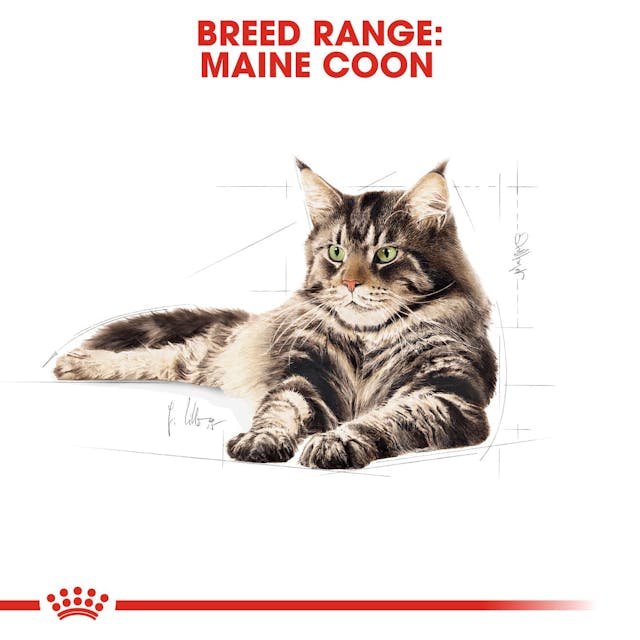 Royal Canin Cat Maine Coon Adult 400 Gr